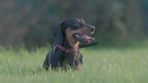 Dachshund Panting While Standing in Green Grassy Field 库存影片 342348082