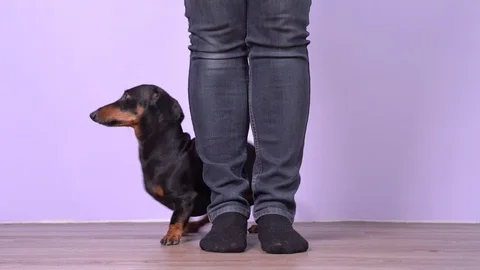 Dachshund performs tricks during training and goes backwards around human legs Stock Footage 129793283