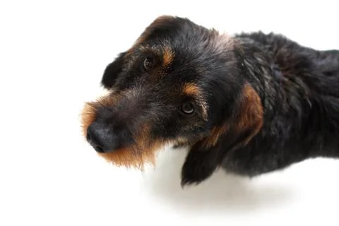Dachshund Stock Photos