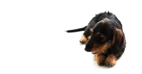 Dachshund Stock Photos