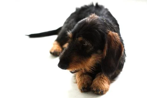 Dachshund Stock Photos