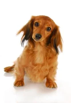 Dachshund Stock Photos