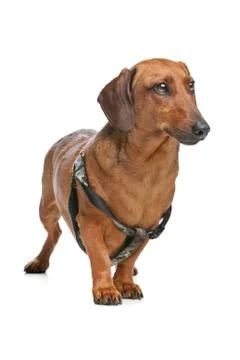 Dachshund Stock Photos