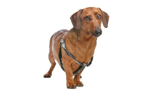 Dachshund Stock Photos
