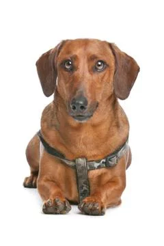 Dachshund Stock Photos