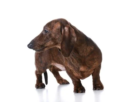 Dachshund Stock Photos