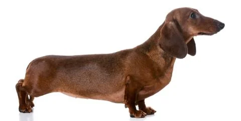 Dachshund Stock Photos