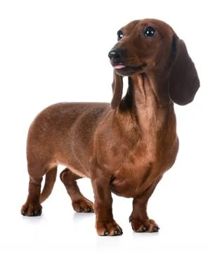 Dachshund Stock Photos