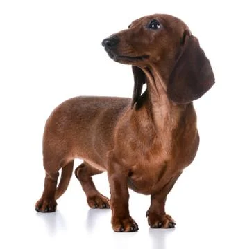 Dachshund Stock Photos