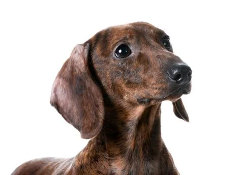 Dachshund Foto stock