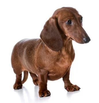 Dachshund Foto stock