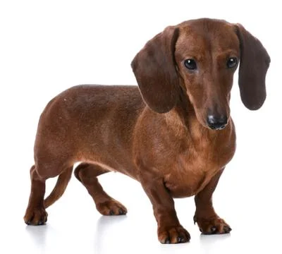 Dachshund Foto stock
