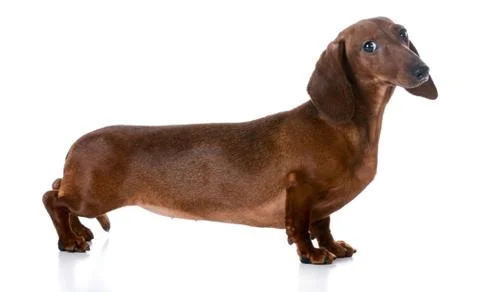Dachshund Stock Photos