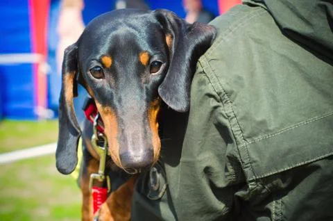 Dachshund Stock Photos