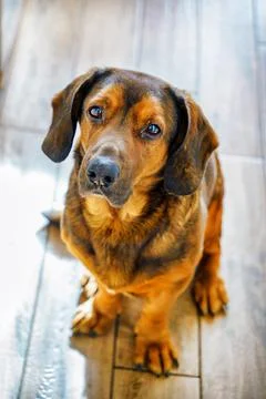 Dachshund Stock Photos