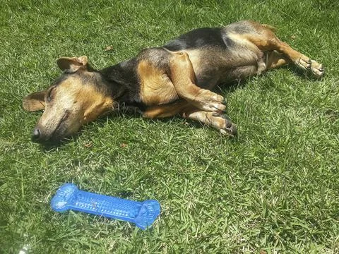 Dachshund Stock Photos