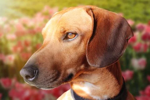 Dachshund Stock Photos