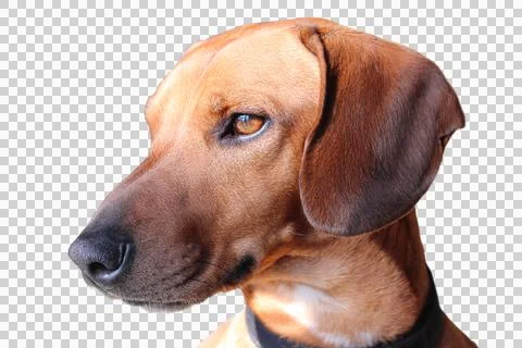 Dachshund 스톡 사진