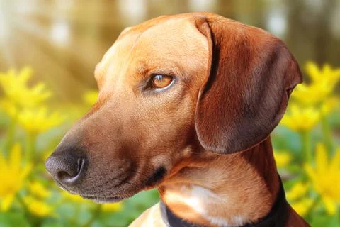 Dachshund 스톡 사진