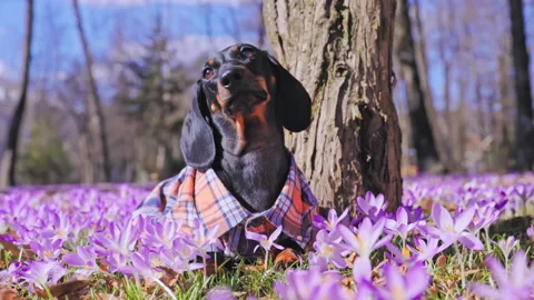 Dachshund in plaid jacket among spring flowers Video stock 286067677