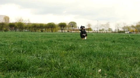 Dachshund playing with stick Stock Footage 74762050