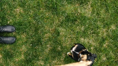 Dachshund playing with stick Stock Footage 74762077
