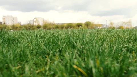 Dachshund playing with stick Stock Footage 74762078