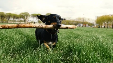 Dachshund playing with stick Video stock 74762095