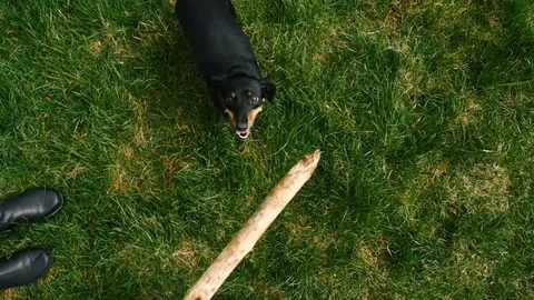 Dachshund playing with stick Stock Footage 74762100