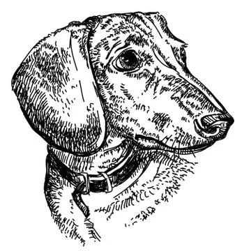 Dachshund portrait vector hand drawing illustration Stock Illustration