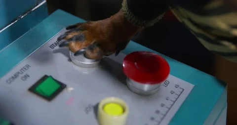 Dachshund presses start button on remote control with paw Stock Footage 162513762