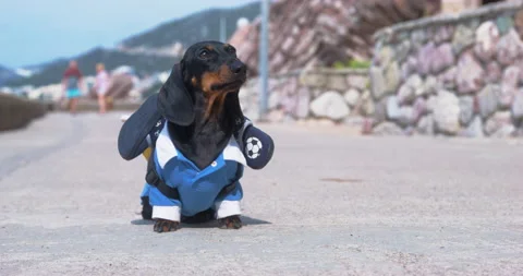 Dachshund puppy with backpack and Stock Video Pond5