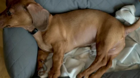 A dachshund puppy stretches while waking up on a cozy dog bed, its expression Video stock 274656151