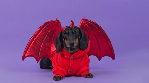 Dachshund in a red devil costume with wings and horns on purple Stockbeeldmateriaal 347183071
