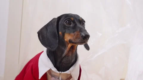 Dachshund in a red jacket shirt and tie listening attentively indoors Vídeo Stock 336397053