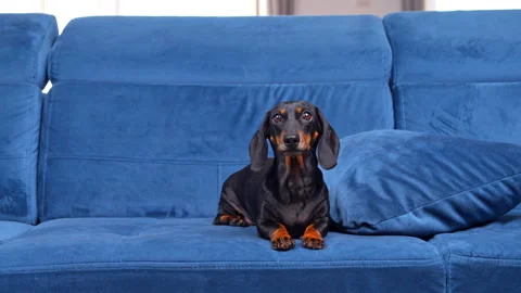 Dachshund resting on a soft blue sofa in a bright living room Видео 345659236