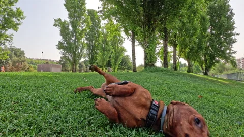 Dachshund rubbing back on grass after smelling scent Video stock 342492145