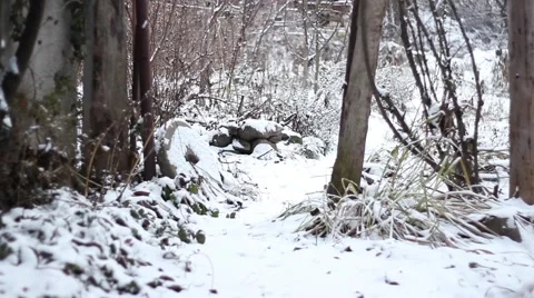 Dachshund run in the snow Stock Footage 58786290
