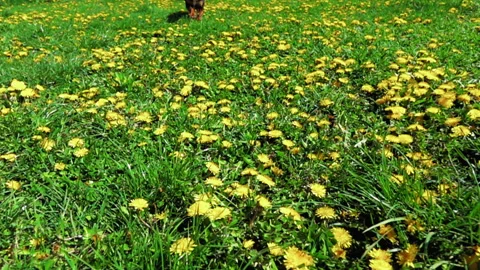 Dachshund runs in the clearing with dandelions Stock Footage 89073834