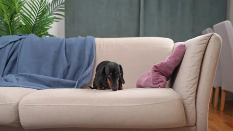 Dachshund sitting alone on beige sofa with pillows Stock Footage 327143019