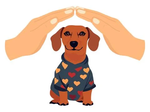 Dachshund sitting in heart-patterned sweater under protective hands, convey.. Stock Illustration