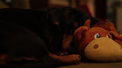 Dachshund sleeping Stock Footage 58833528