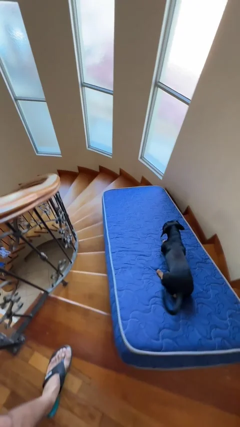 Dachshund Slides Down Spiral Staircase On Mattress, Cochabamba, Bolivia - 12 Aug Stock Footage 281595592