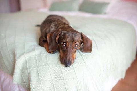 A dachshund with a slightly gray muzzle lies on the bed and looks guilty. Stock Photos