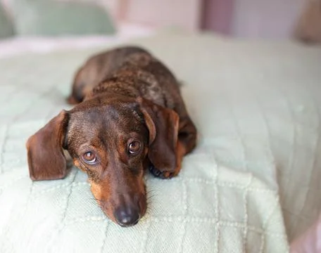 A dachshund with a slightly gray muzzle lies on the bed and looks guilty. Stock Photos