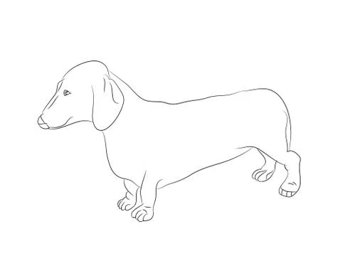 Dachshund stands, dog, lines, vector Stock-Illustration