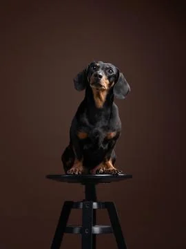 Dachshund on Stool Stock Photos
