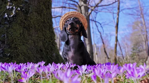 Dachshund in straw hat amid spring crocuses Stock Footage 285687243