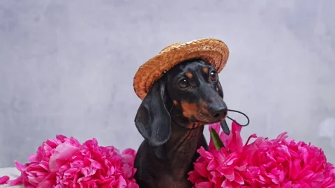 Dachshund in straw hat behind pink flowers on gray background 스톡 동영상 329532001