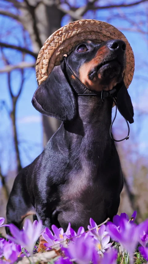 Dachshund in straw hat looking up among spring crocus flowers Stock Footage 346011563
